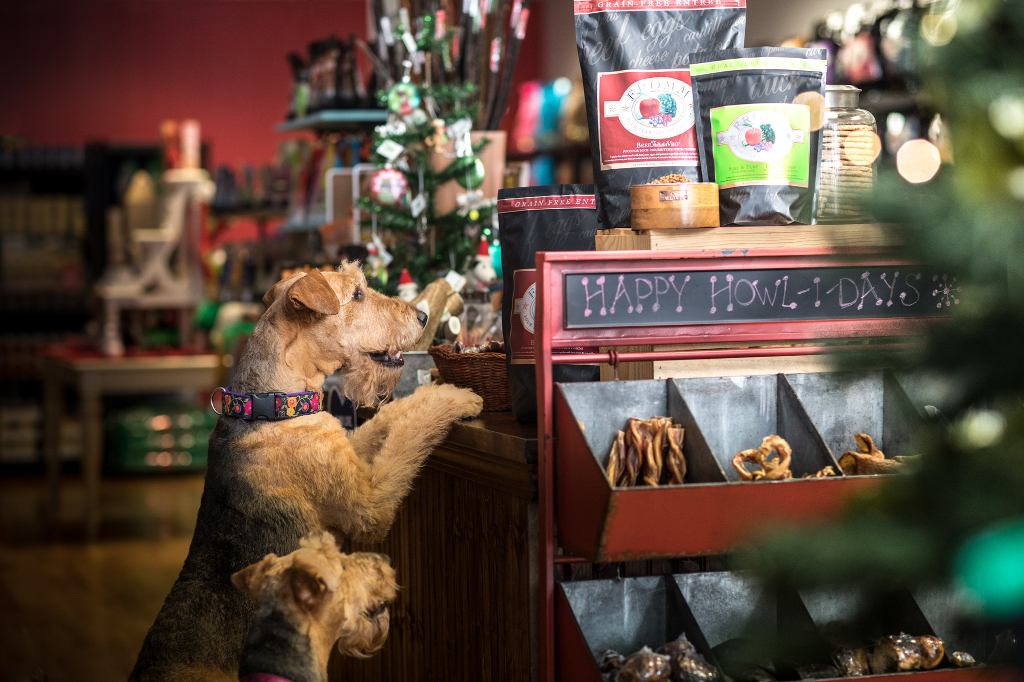 Suministros De Mascotas Ventas 2024 -Suministros De Mascotas Ventas 2024 24831103 10159766750805644 7413477254006133421 o