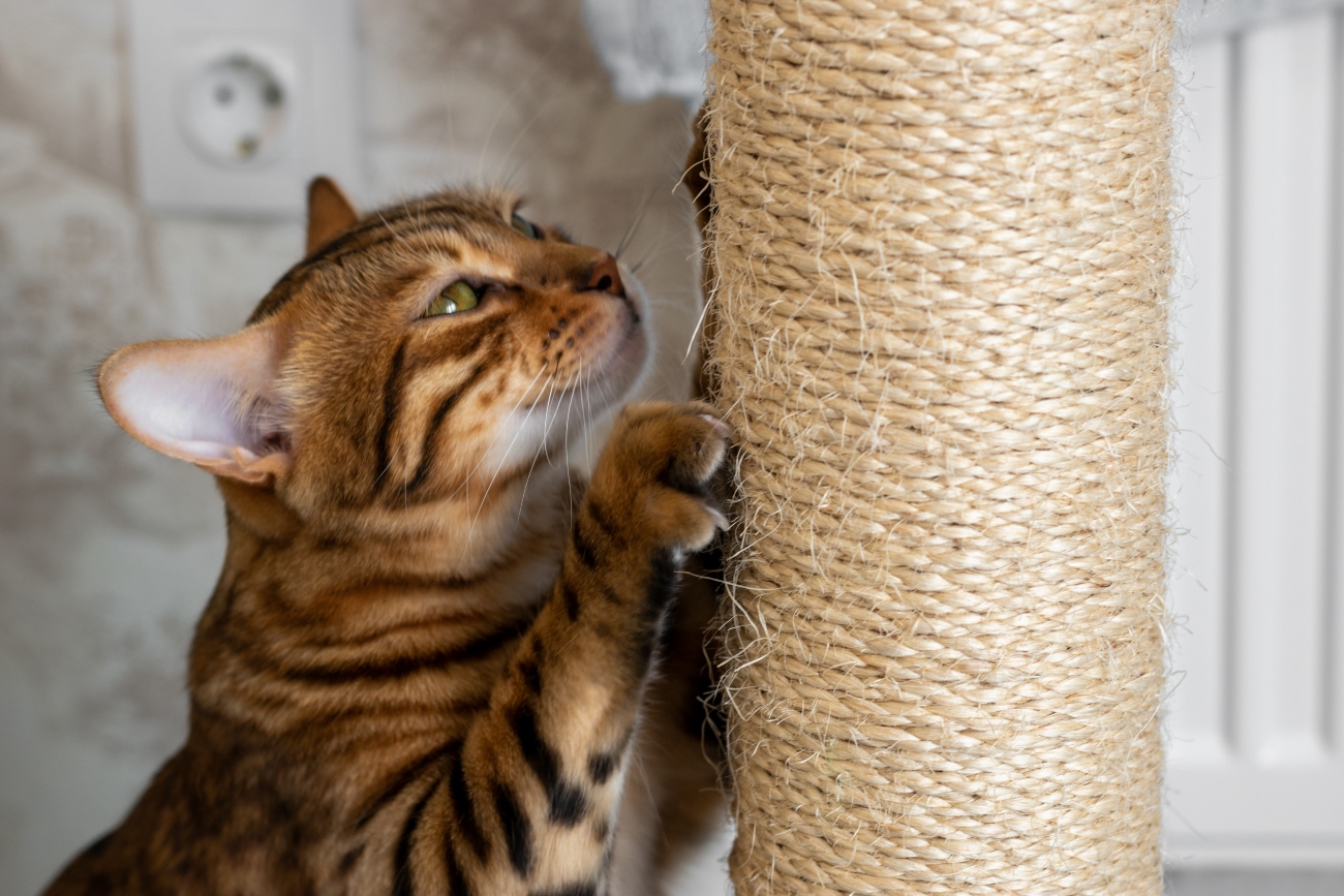Suministros De Mascotas Ventas 2024 -Suministros De Mascotas Ventas 2024 cat scratching a scratching post